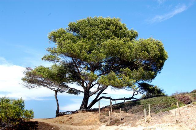 porquerolles-27.JPG