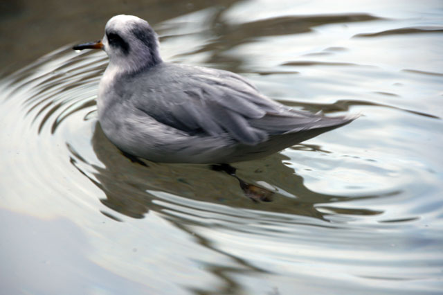dsc_0201-copy.jpg