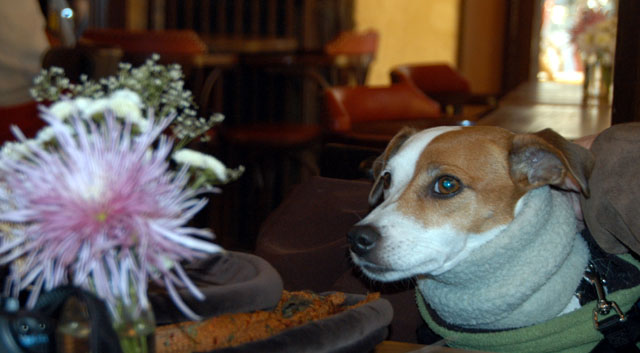 maggie-2.JPG