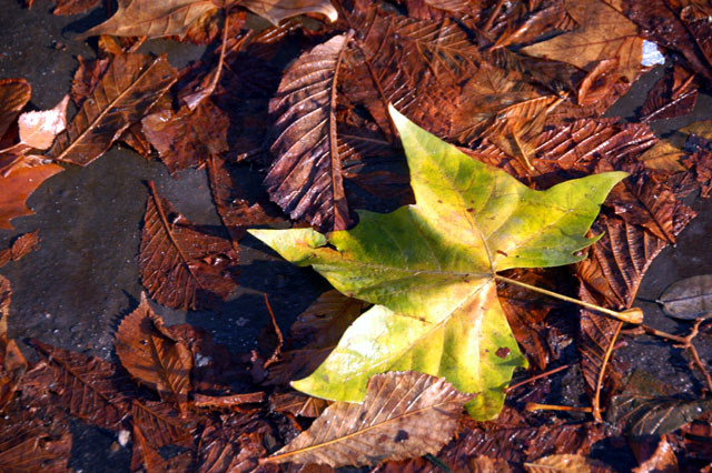 fall-15.JPG