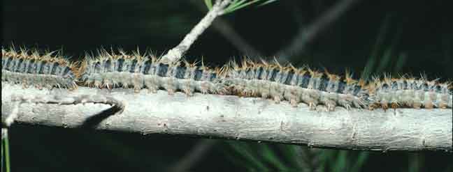 pineproc241.jpg