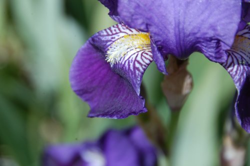 flowers-14.JPG