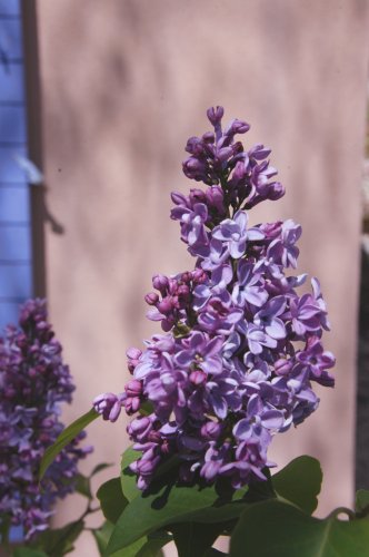flowers-18.JPG