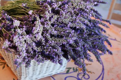 mylavender-3.JPG